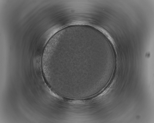 X0000096681337200802261507