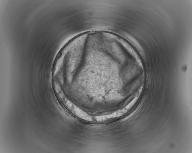 X0000096681340200802261507