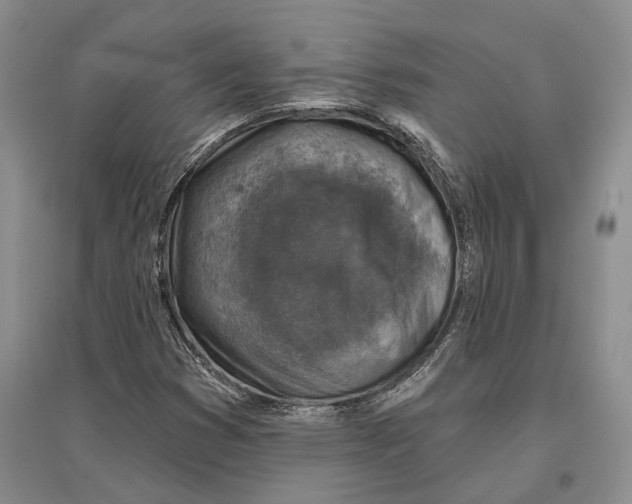 X0000096681353200802261506