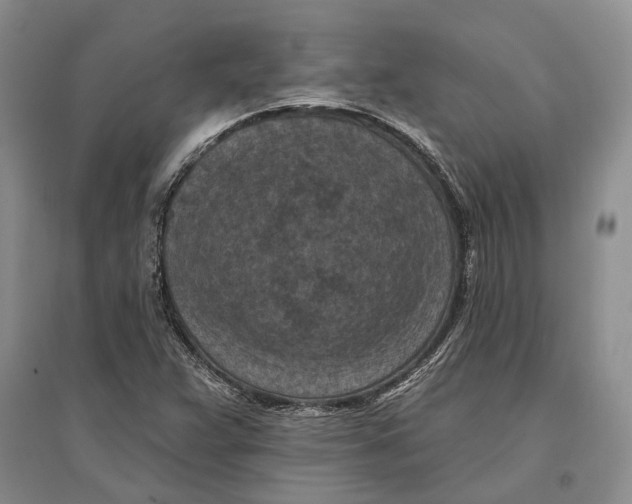 X0000096681359200802261506