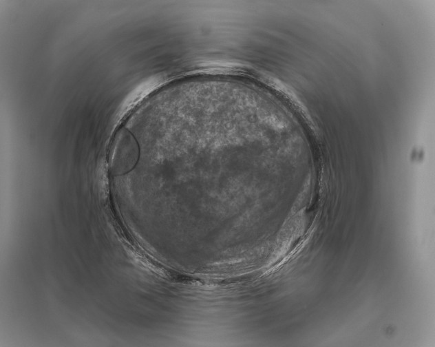 X0000096681362200802261506