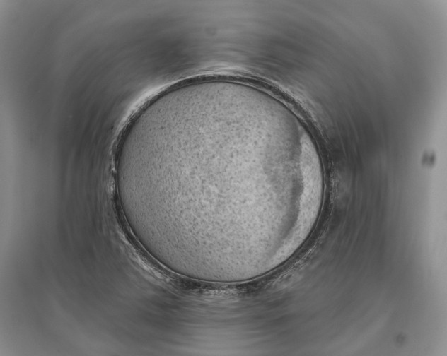X0000096681363200802261506