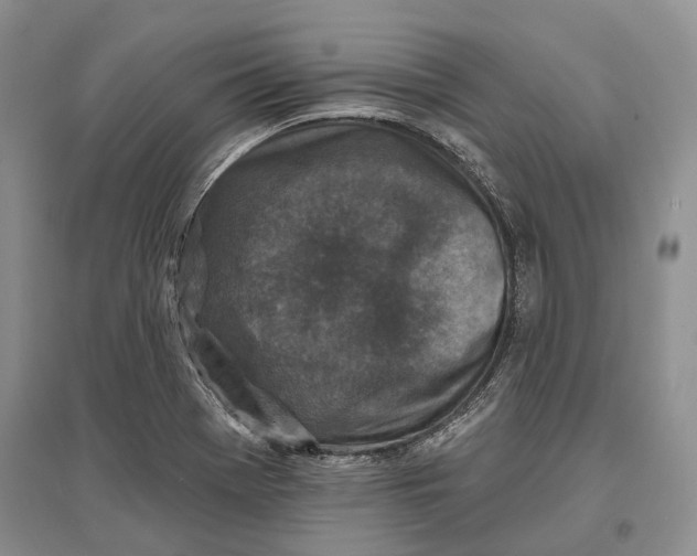 X0000096681369200802261506