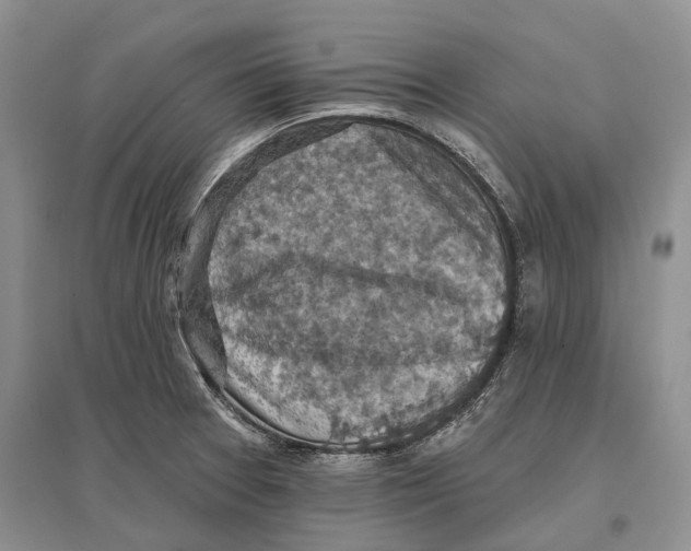 X0000096681377200802261506