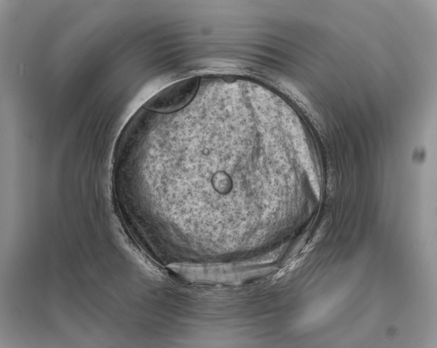 X0000096681378200802261506