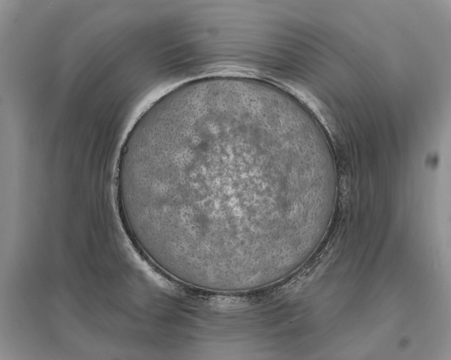 X0000096681379200802261506