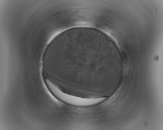 X0000096681383200802261506