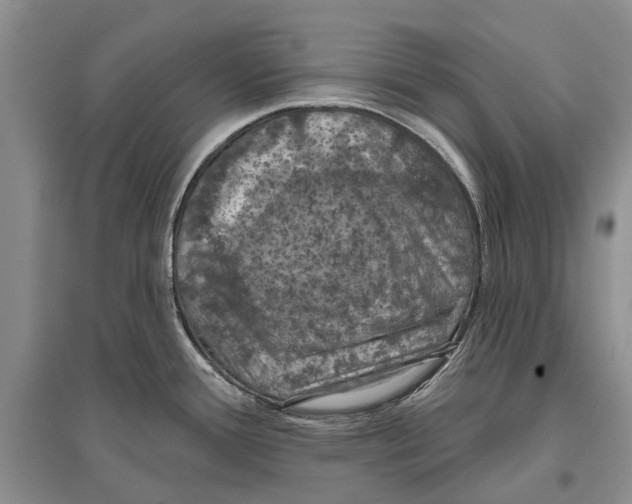 X0000096681388200802261506