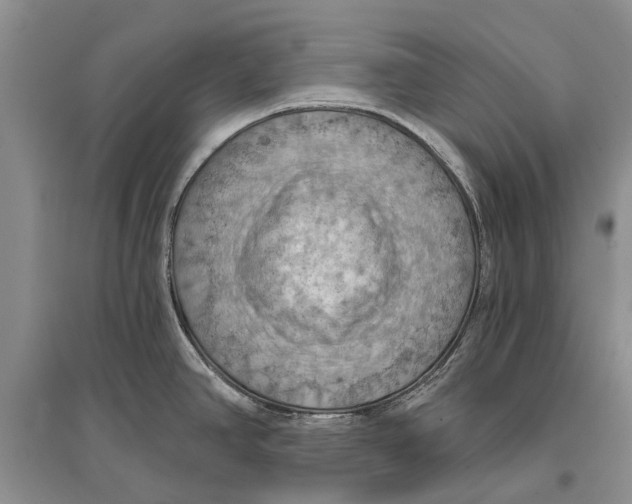 X0000096681390200802261506