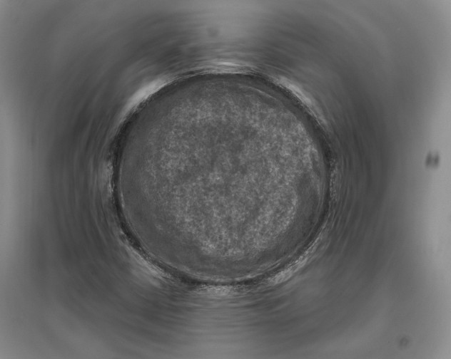 X0000096681402200802261505