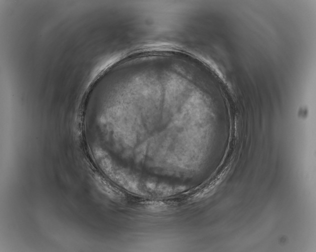 X0000096681405200802261505
