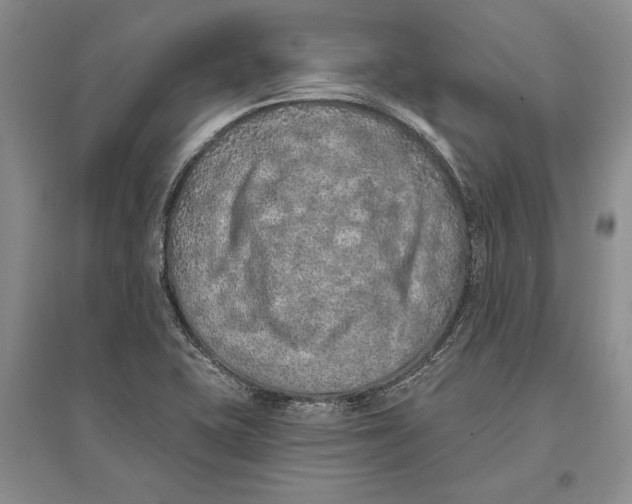 X0000096681415200802261505