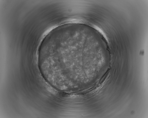 X0000096681419200802261505