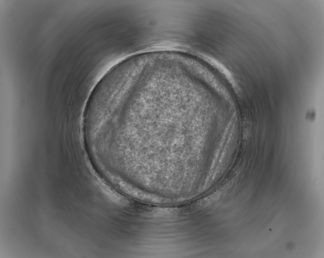 X0000096681423200802261505