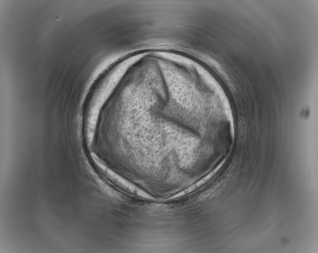 X0000096681424200802261505