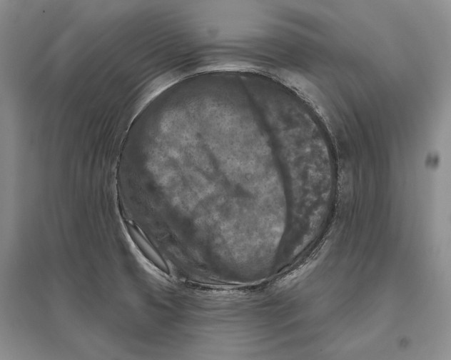 X0000096681425200802261505