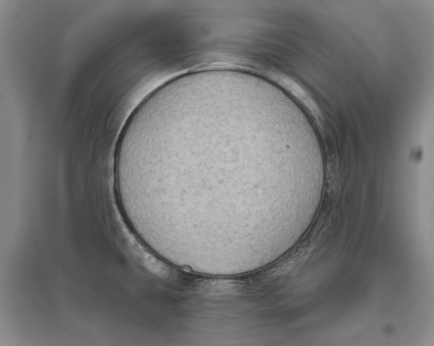 X0000096681431200802261505