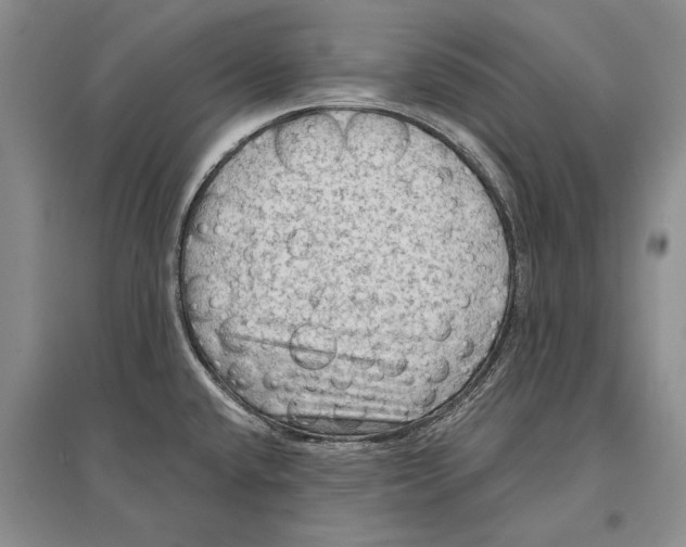 X0000096681432200802261505