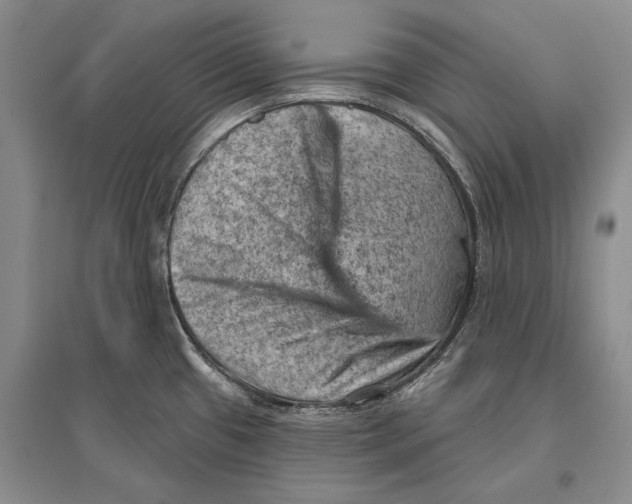 X0000096681433200802261505