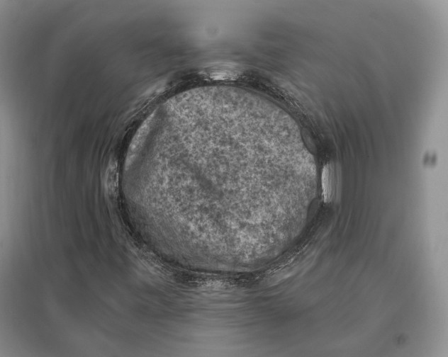 X0000096681443200802261505