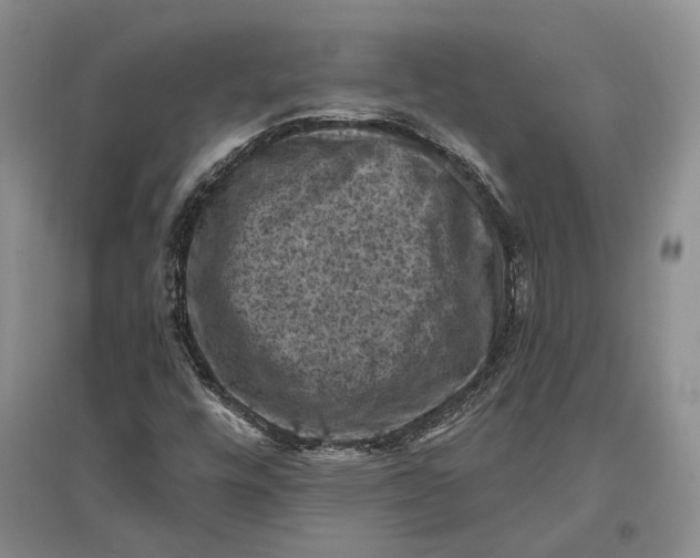 X0000096681448200802261505