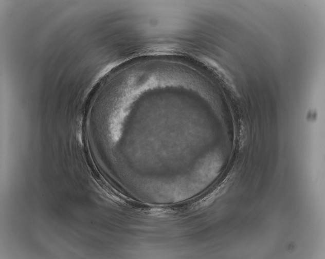 X0000096681449200802261505