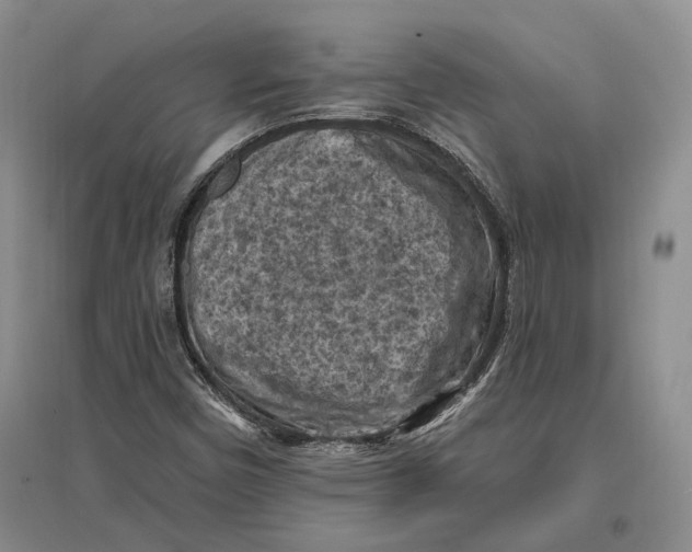 X0000096681450200802261505