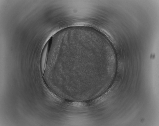 X0000096681465200802261504
