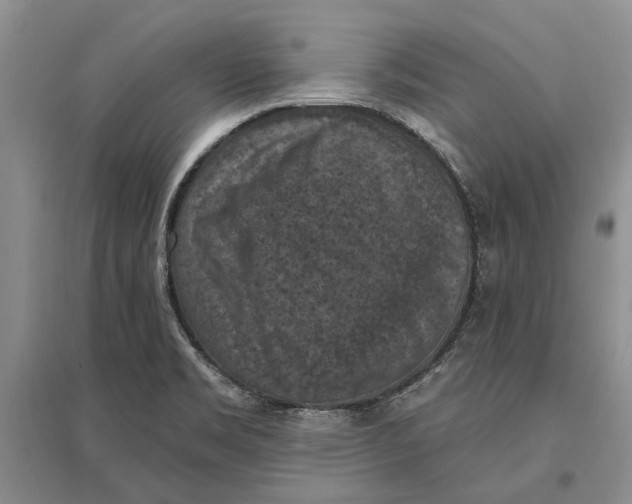 X0000096681469200802261504