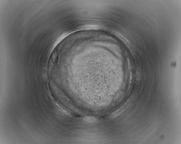 X0000096681473200802261504