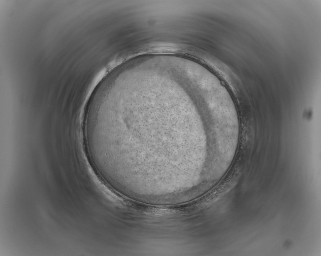 X0000096681475200802261504