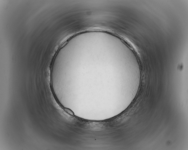 X0000096681476200802261504