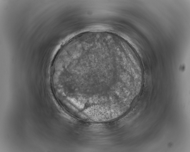 X0000096681477200802261504