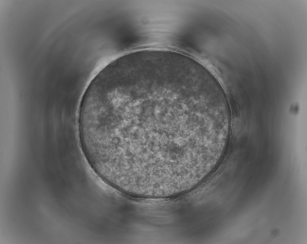 X0000096681482200802261504
