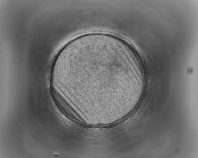 X0000096681504200802261503