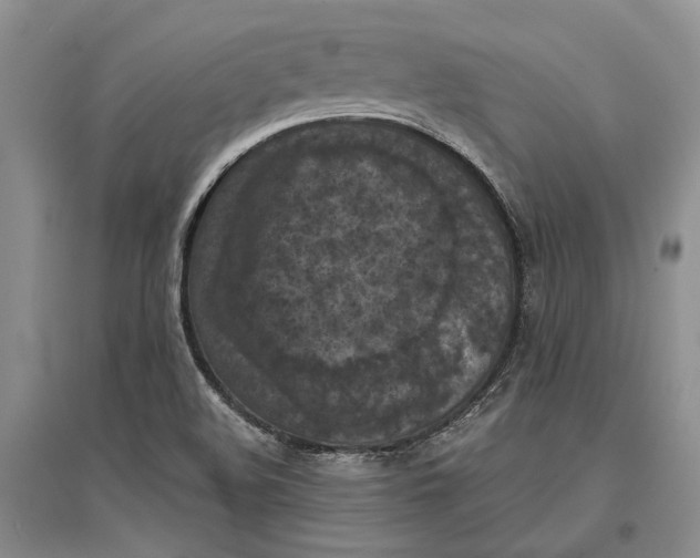 X0000096681508200802261504