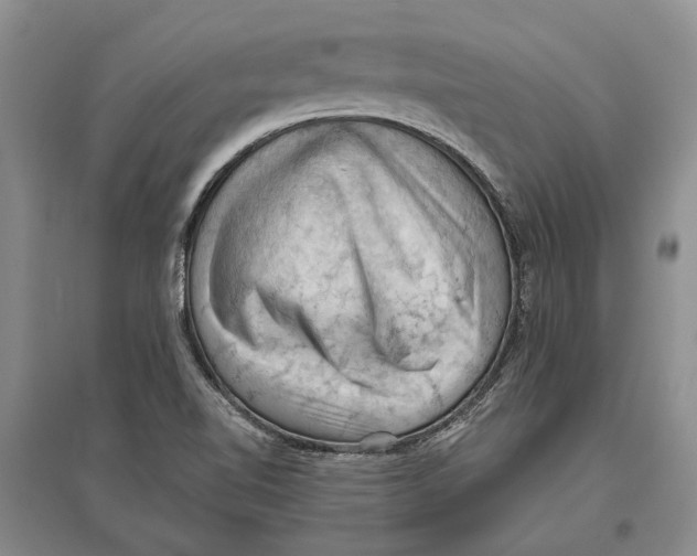 X0000096681510200802261504