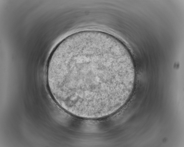X0000096681514200802261504