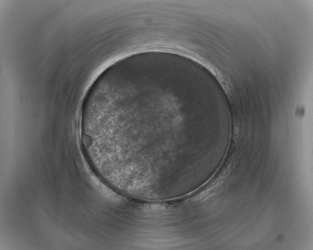 X0000096681515200802261504