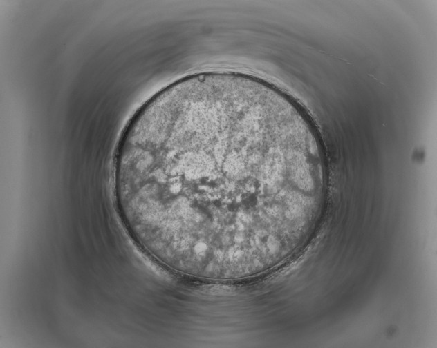 X0000096681517200802261504
