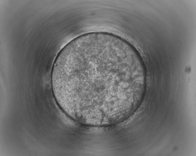 X0000096681521200802261504