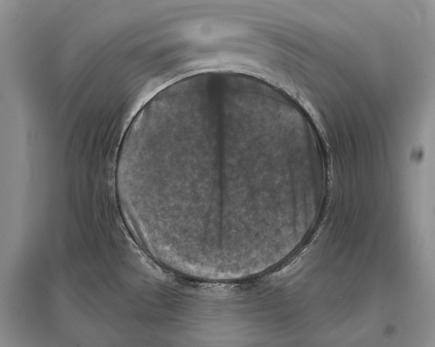 X0000096681529200802261504