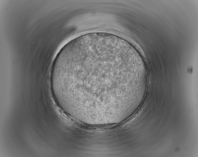 X0000096681530200802261504