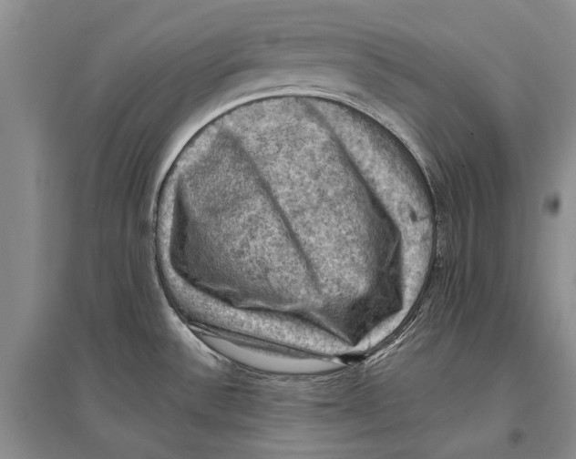 X0000096681532200802261504
