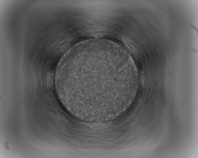 X0000096680030200803041250