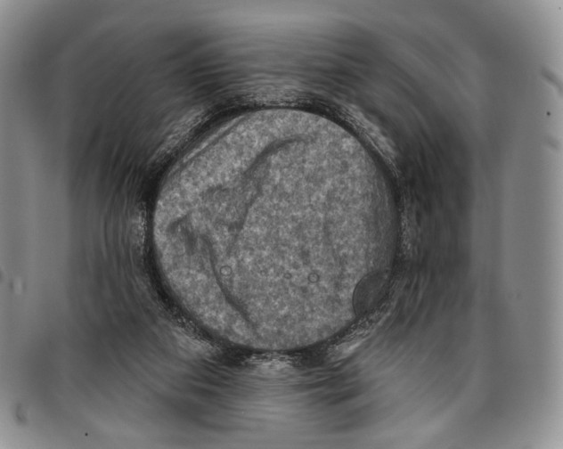 X0000096680113200803041249