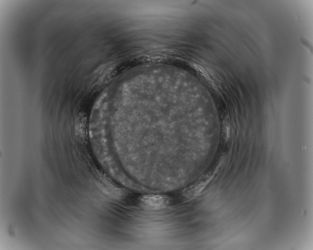 X0000096680181200803041248