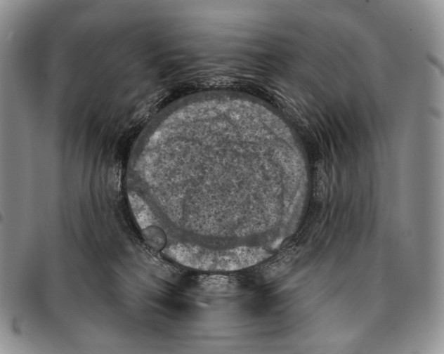 X0000096680230200803041247