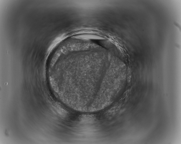 X0000096680296200803041246