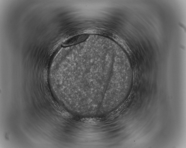 X0000096680297200803041246